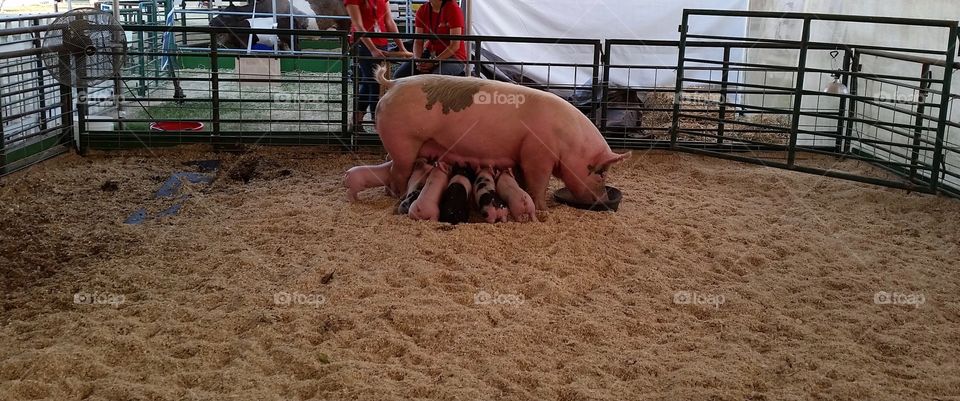 Pig feeding piglets