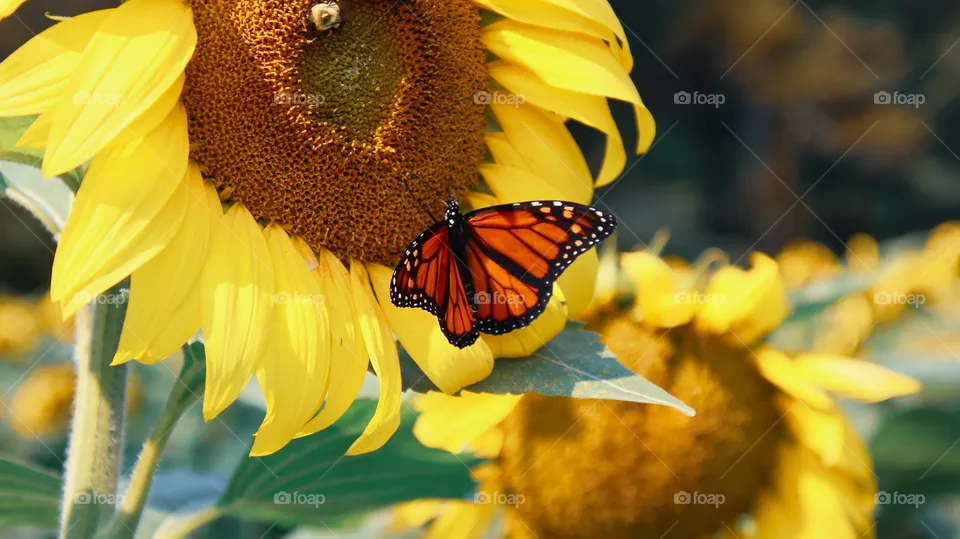Butterfly on a sunflower