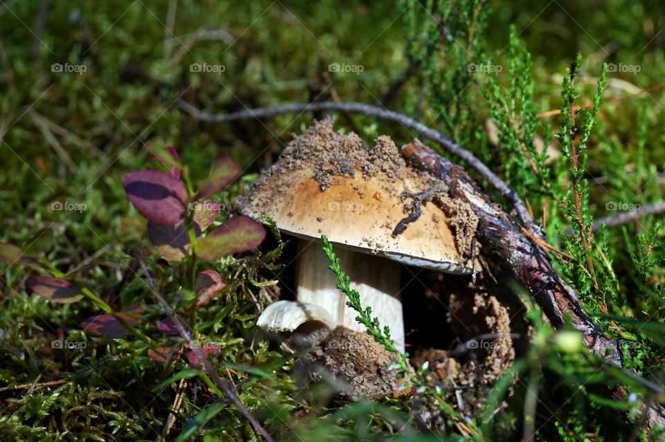 Mushroom in the forest