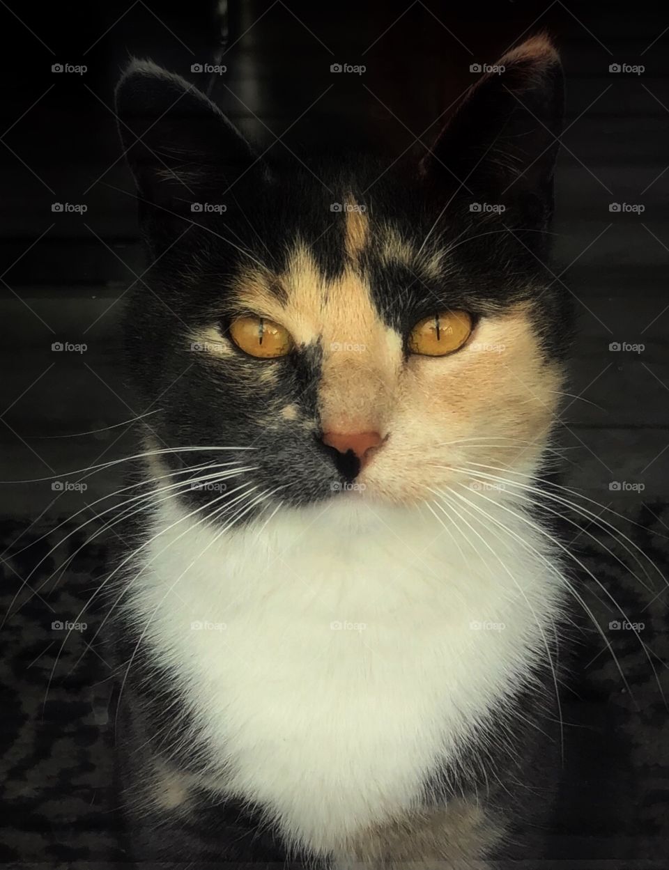 Cute, soft feline. Calico cat portrait looking out the window