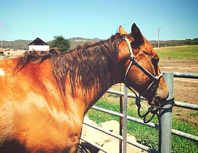 Horse 