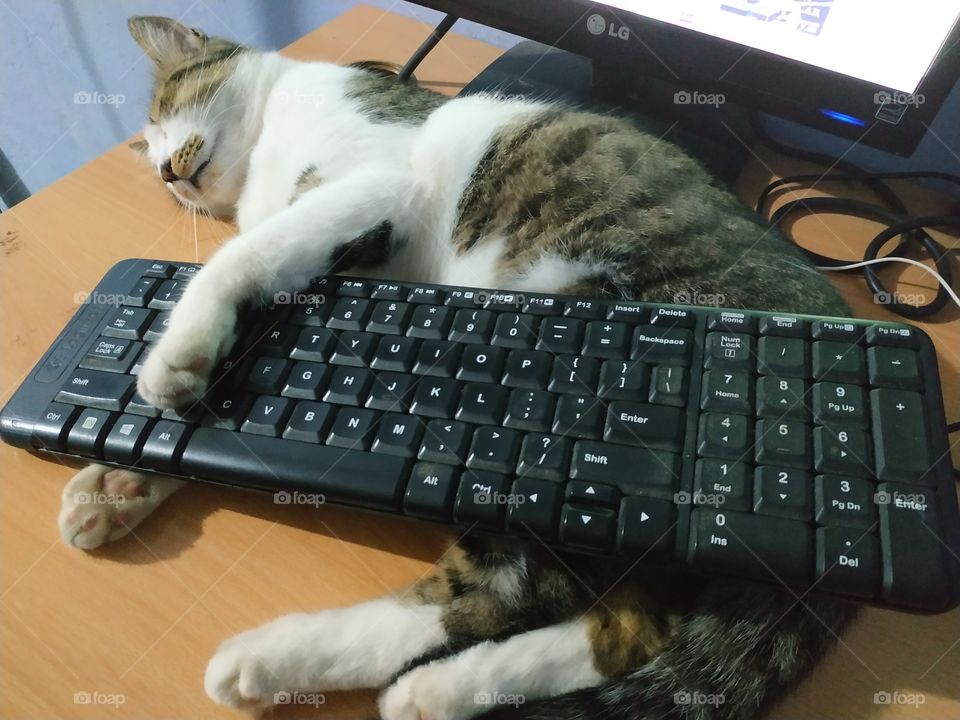 cat sleep with keyboard so funny