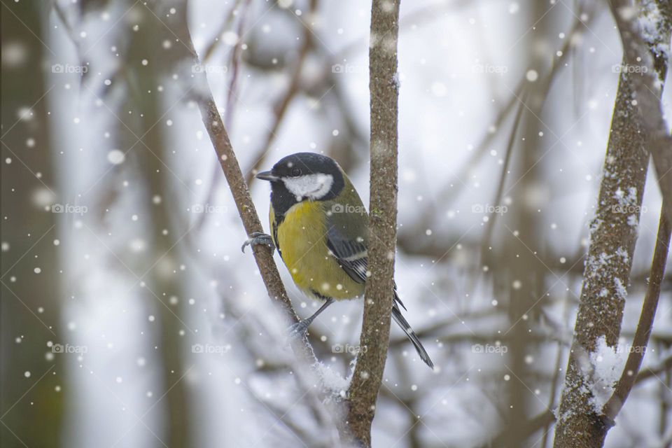 Bird in winter