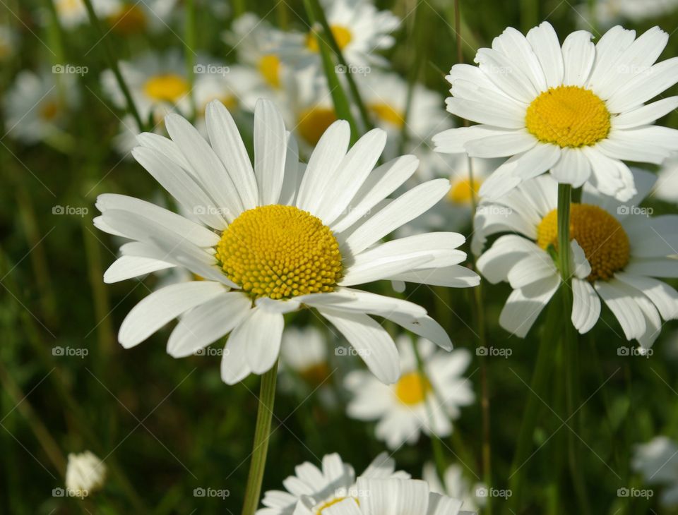 Daisy meadow