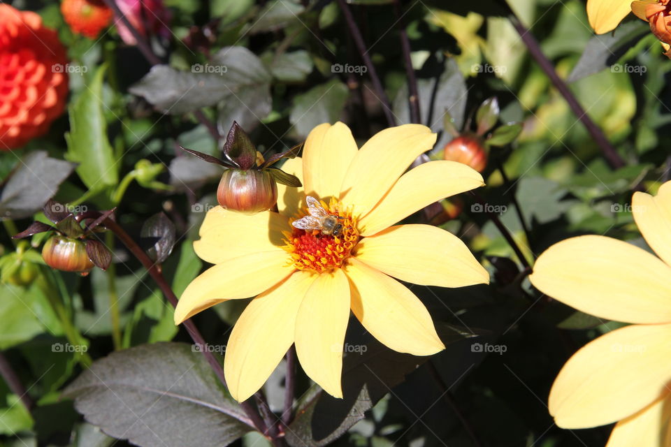 Flower and Bee