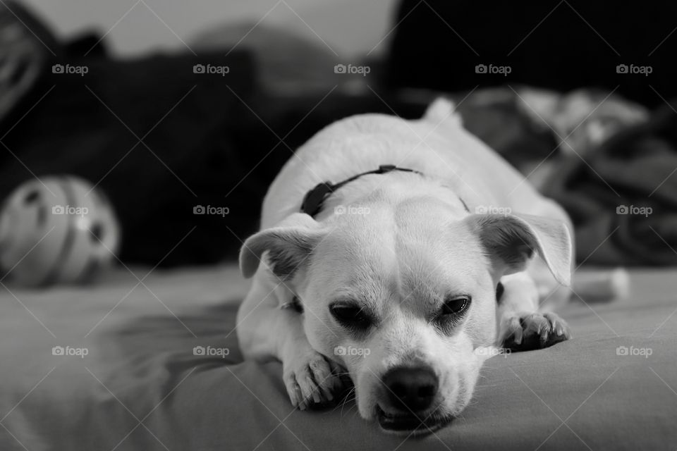 Resting dog shot on Canon 6D Mark II