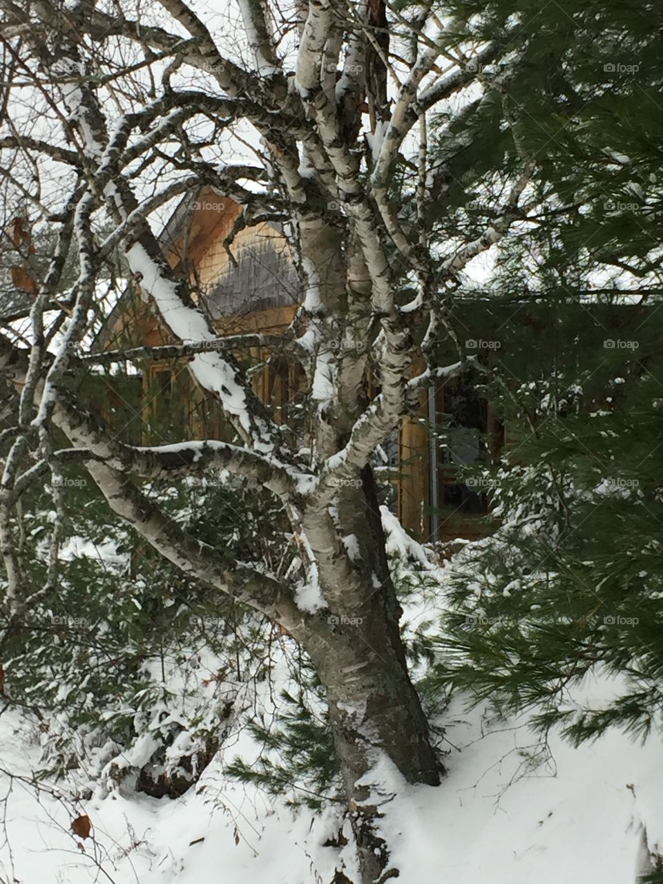 Sneak peek through the trees at the front of the lodge nestled on the French River Among the pines.