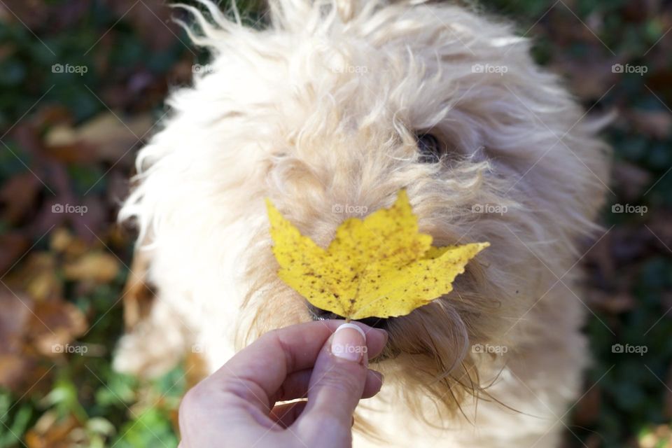 Fluffy dog sniffing a yellow Maple leaf