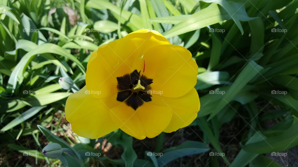 Opened Tulip