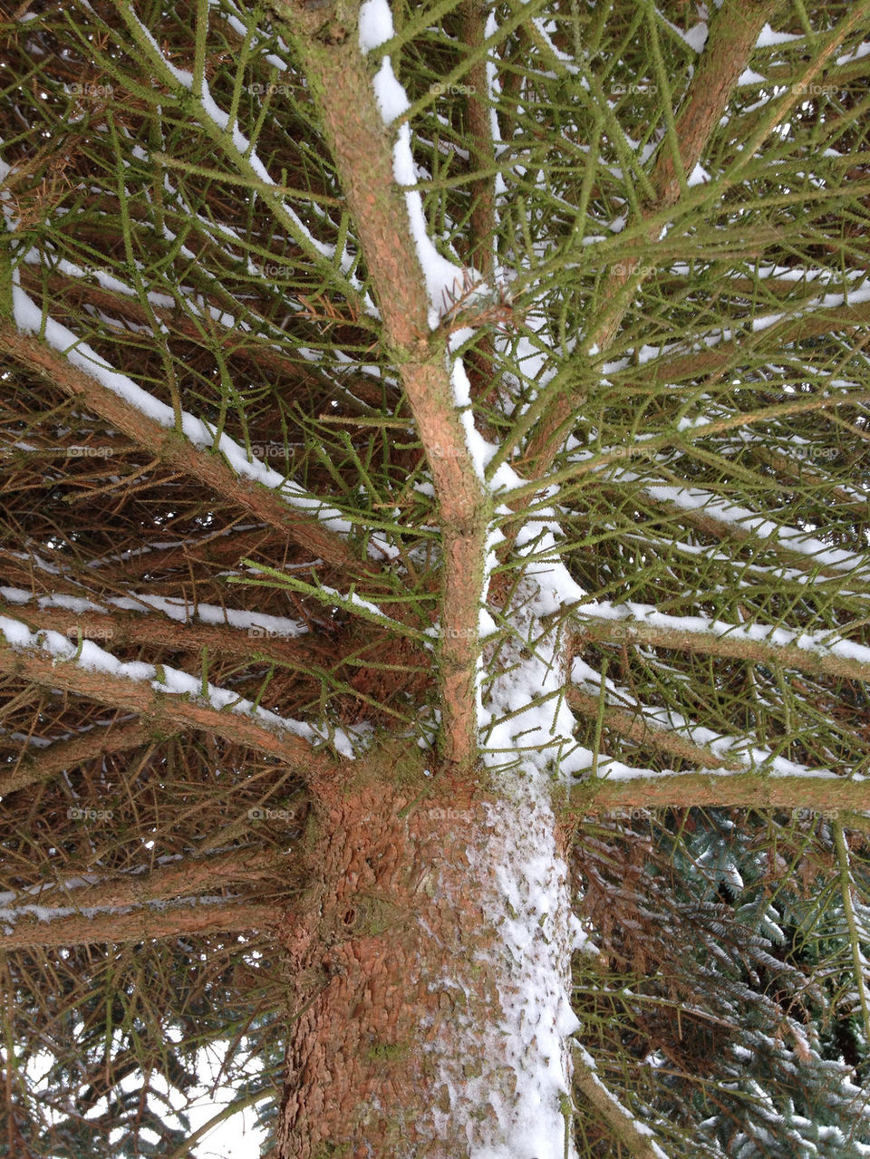 Tree, No Person, Wood, Nature, Flora