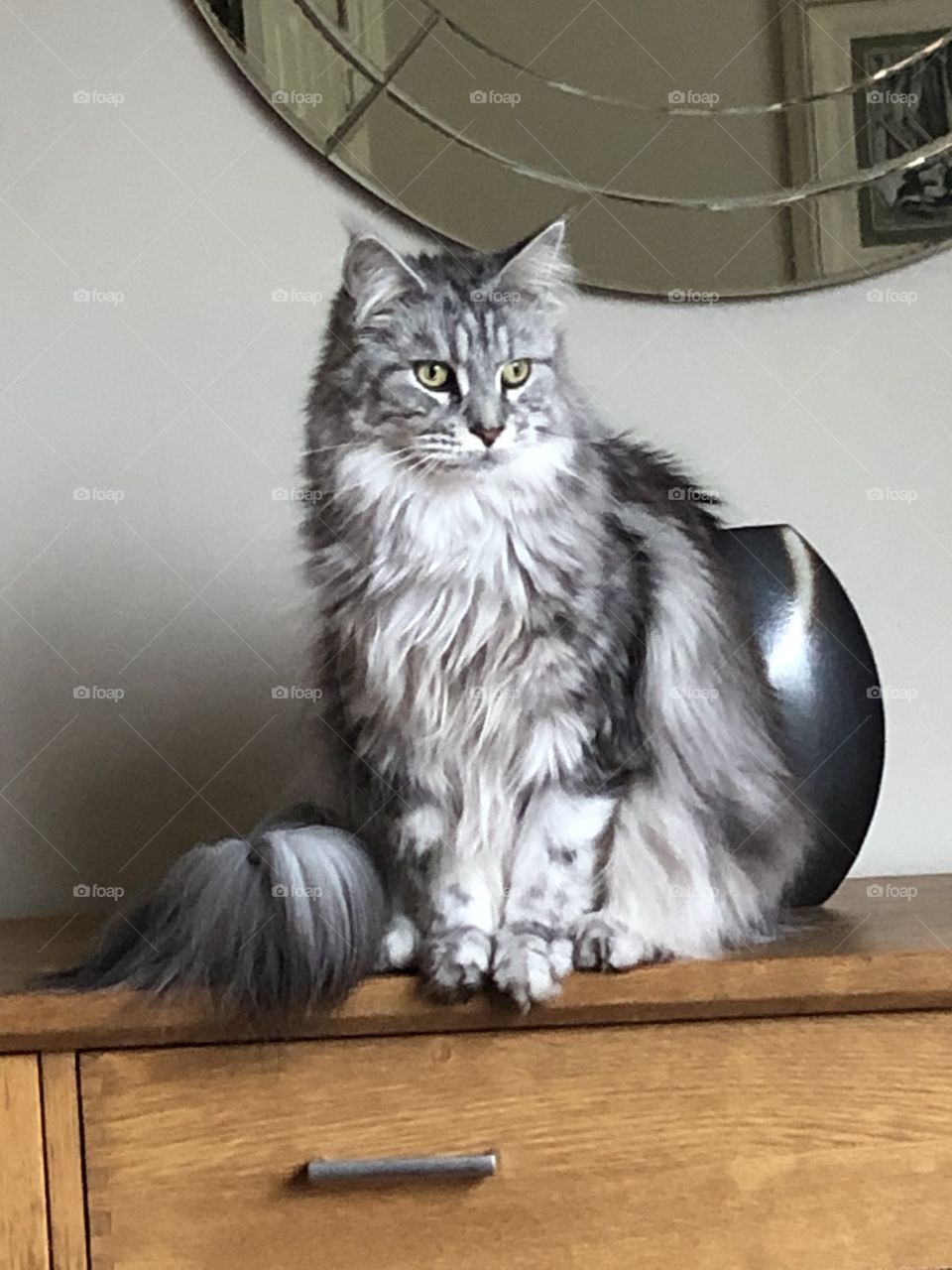 Silver tabby Maine coon