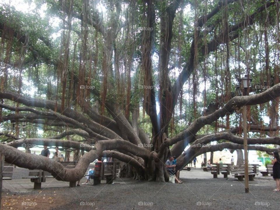Great banyon tree