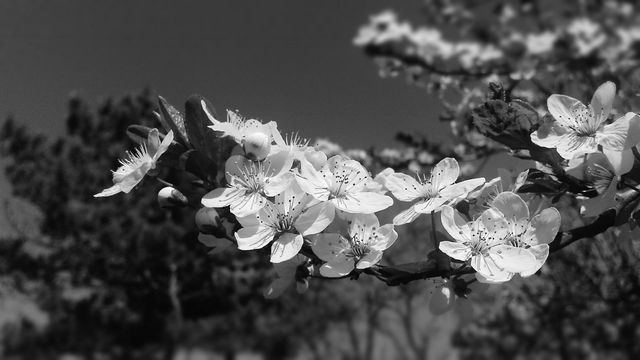 White flowers