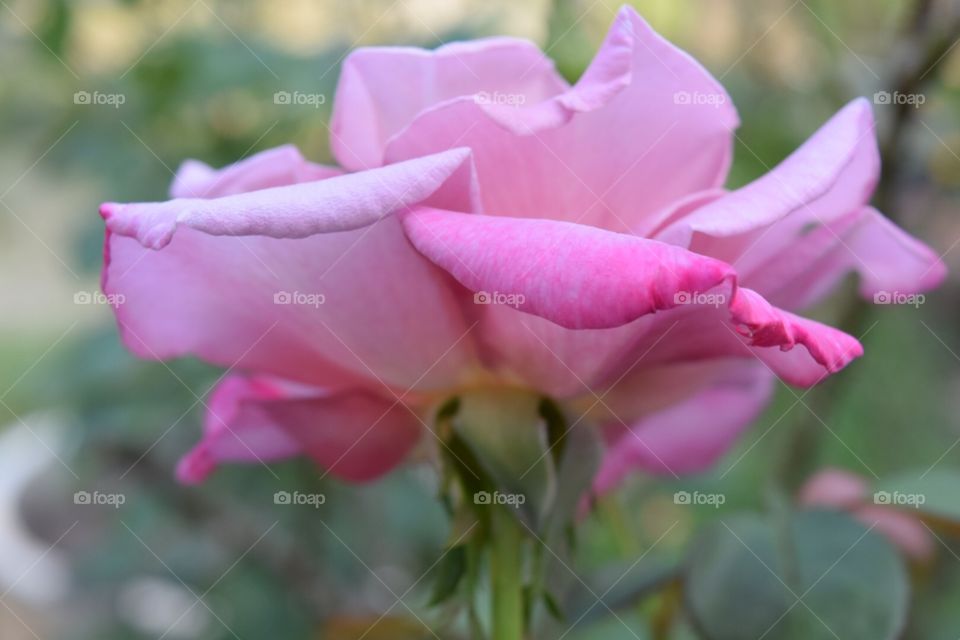 The pink rose in garden 