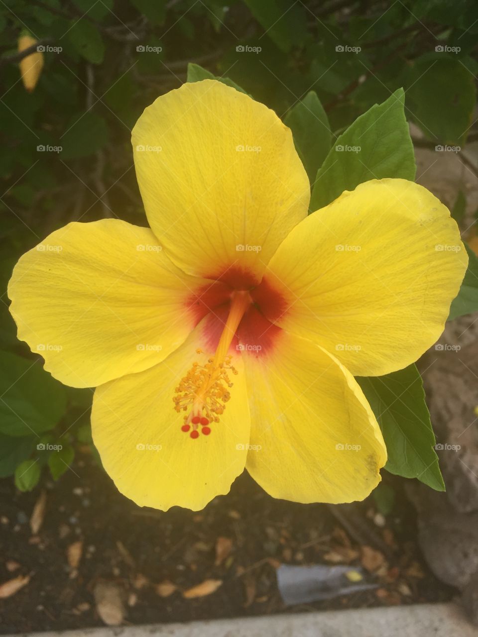 Yellow single hibiscus
