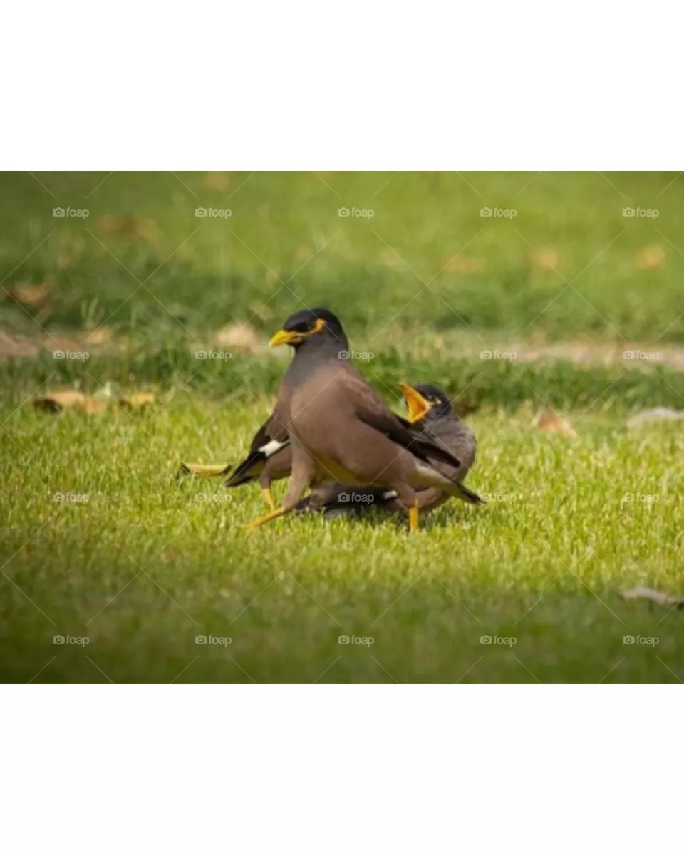 bird