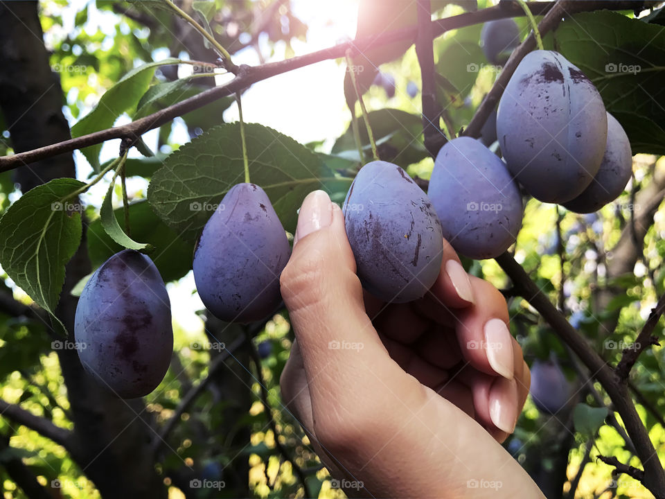 Female hand taking a fresh ripe plum from the tree 