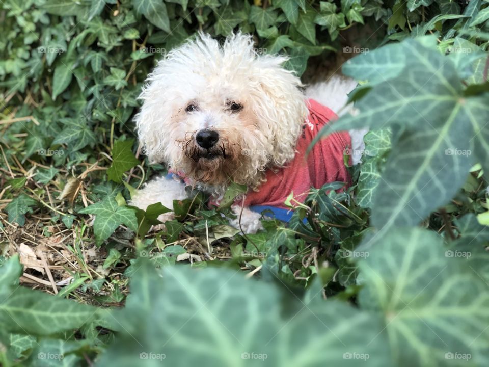 Miniature poodle in ivy
