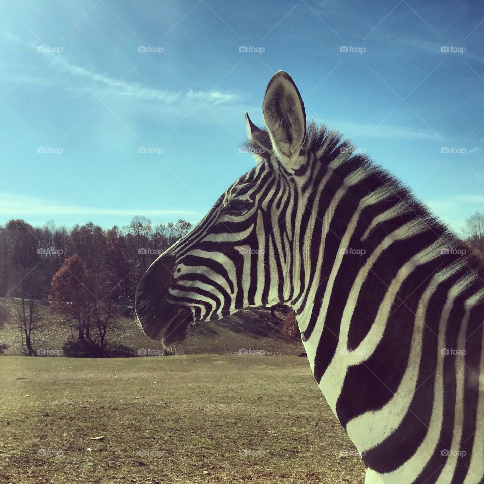 Majestic Zebra . Zebra 
