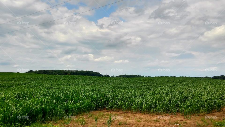 Agriculture, Farm, Landscape, Field, Crop