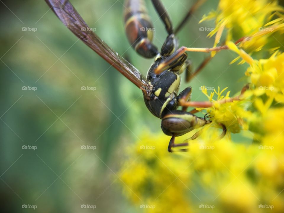 Upside down wasp 