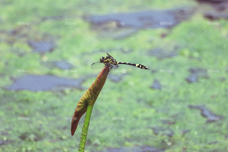 dragonfly