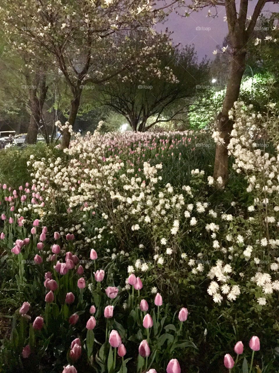 Tulips in Central Park 