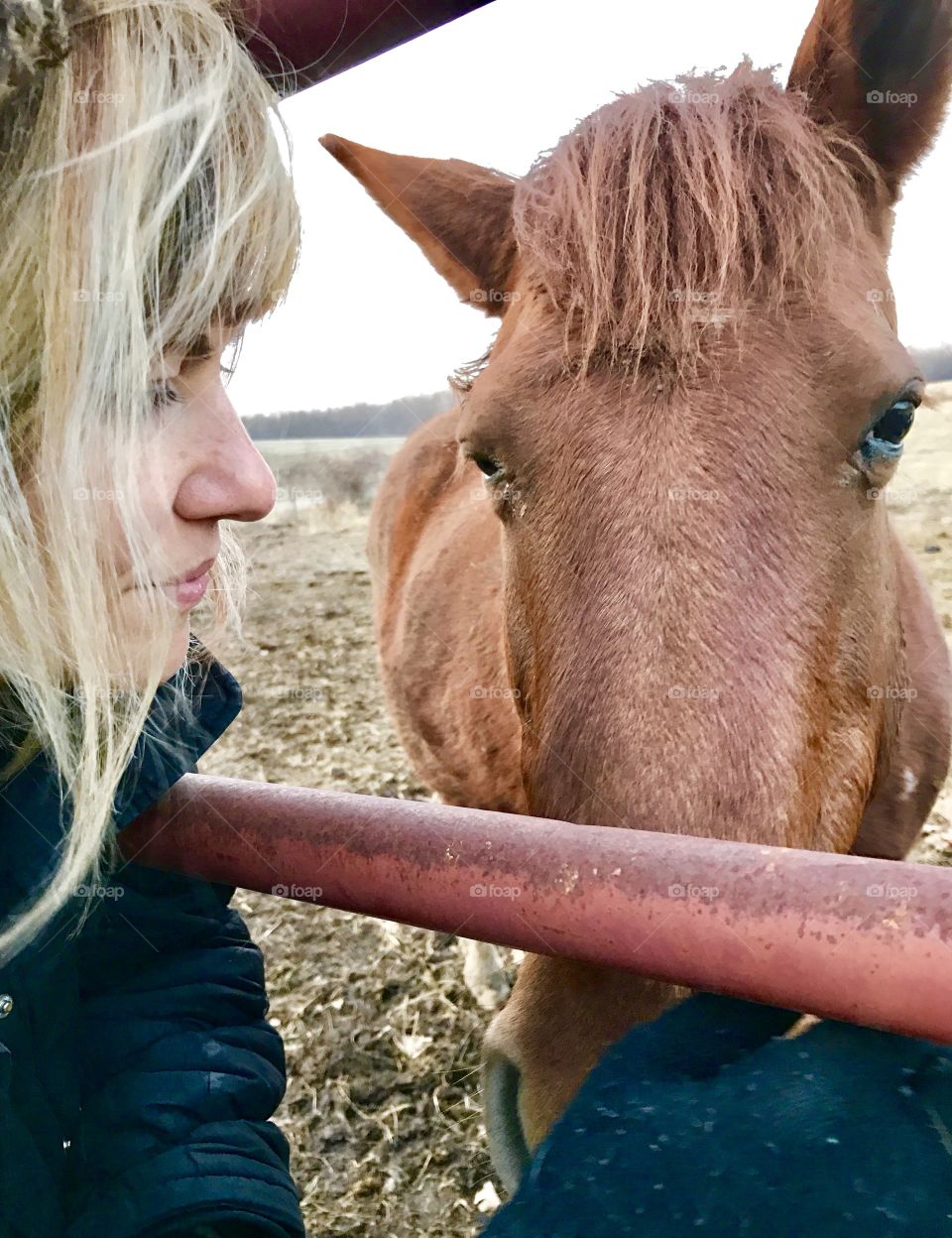 Winter stories, winter, stories, caring, gate, woman, cold, hair, blond, windy, windy, rust, frozen, brown, grass, eyes, ears, mammal, human, beautiful, profile, side view, day, daylight, overcast, gray, coat, hood, horse, fur, gloves