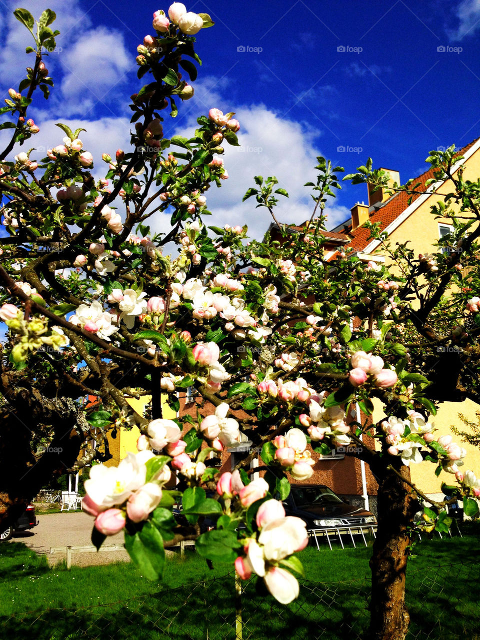 sky flowers grass sol by joosse_b