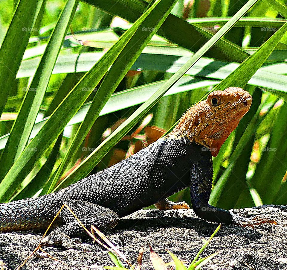 Iguana - This fellow was basking in the sun until I came along to take his photo. After I got a shot he scampered into the tall grasses 