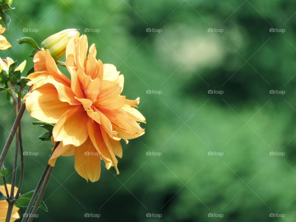 Orange flower in the garden