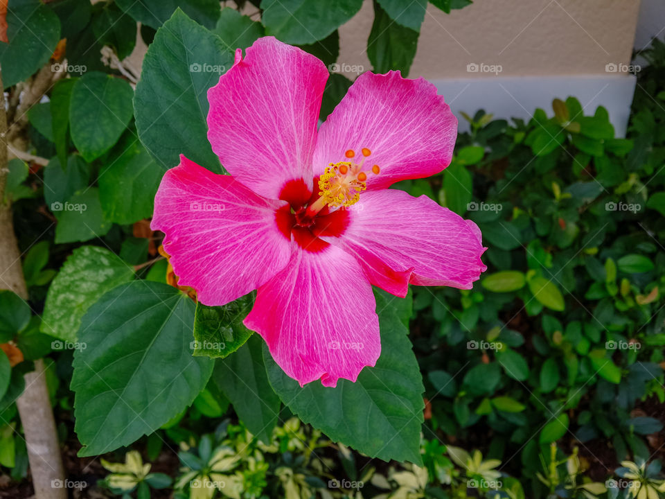 Pink cayenne on green foliage
