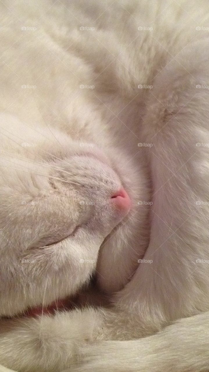 Sleeping Snowy