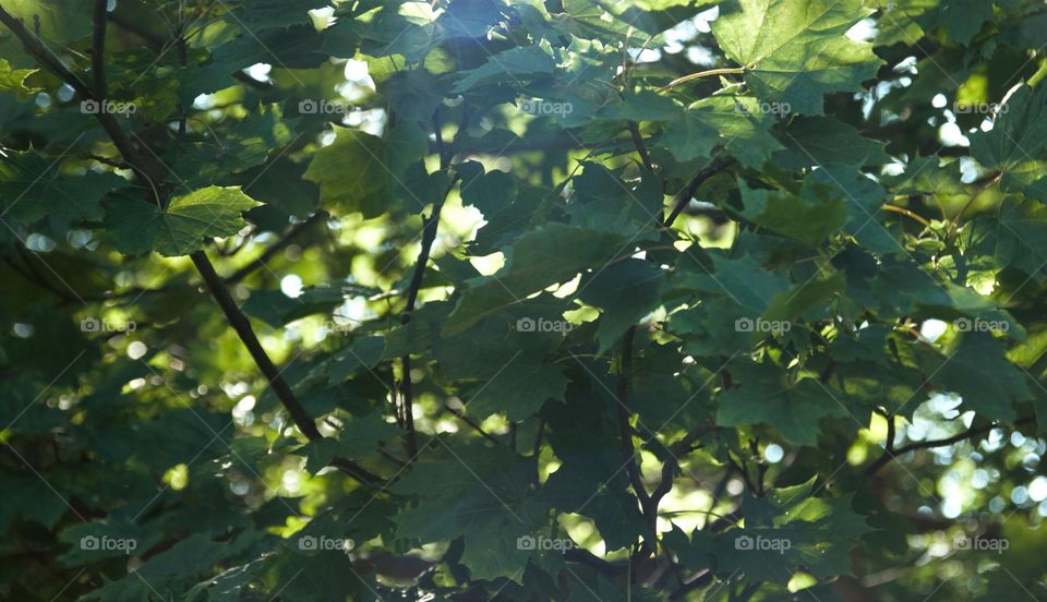oka tree leaves Sunray effect
