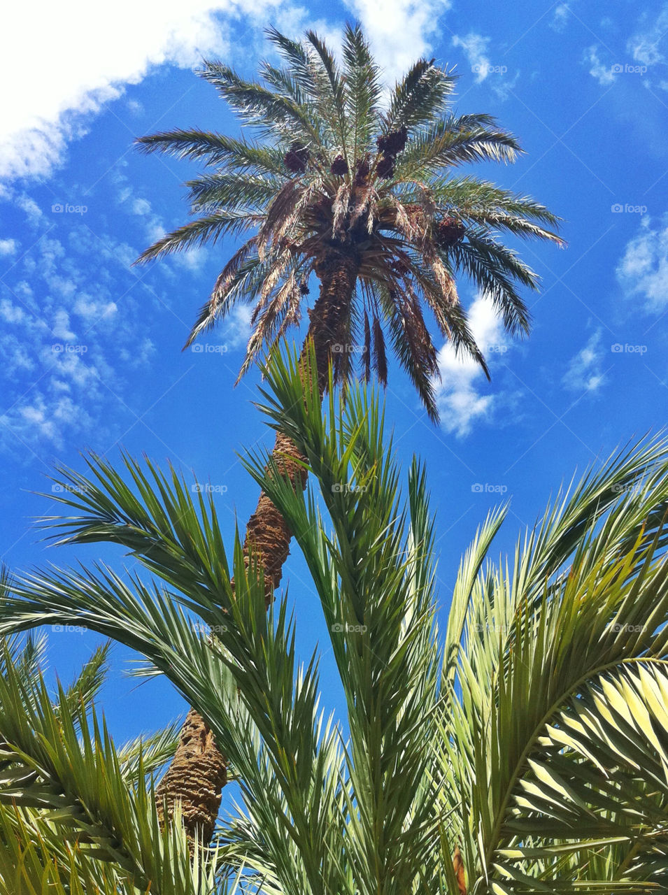 tree palm desert date by geebee