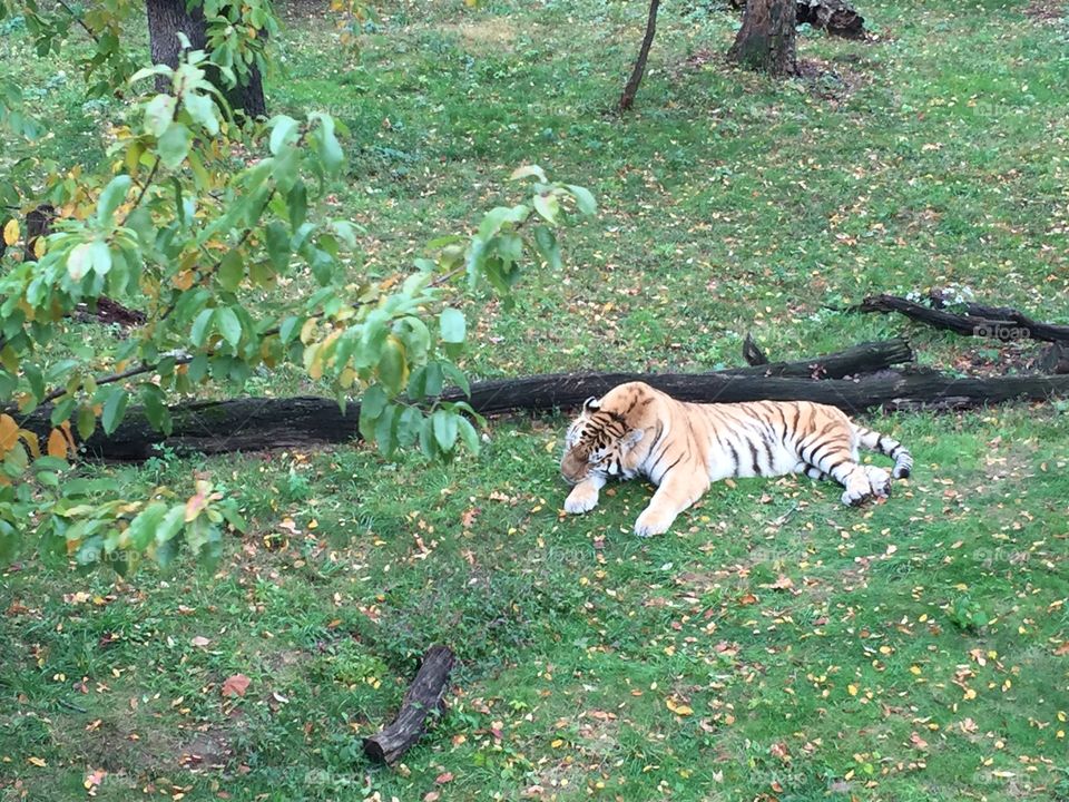 Tiger. Bronx Zoo