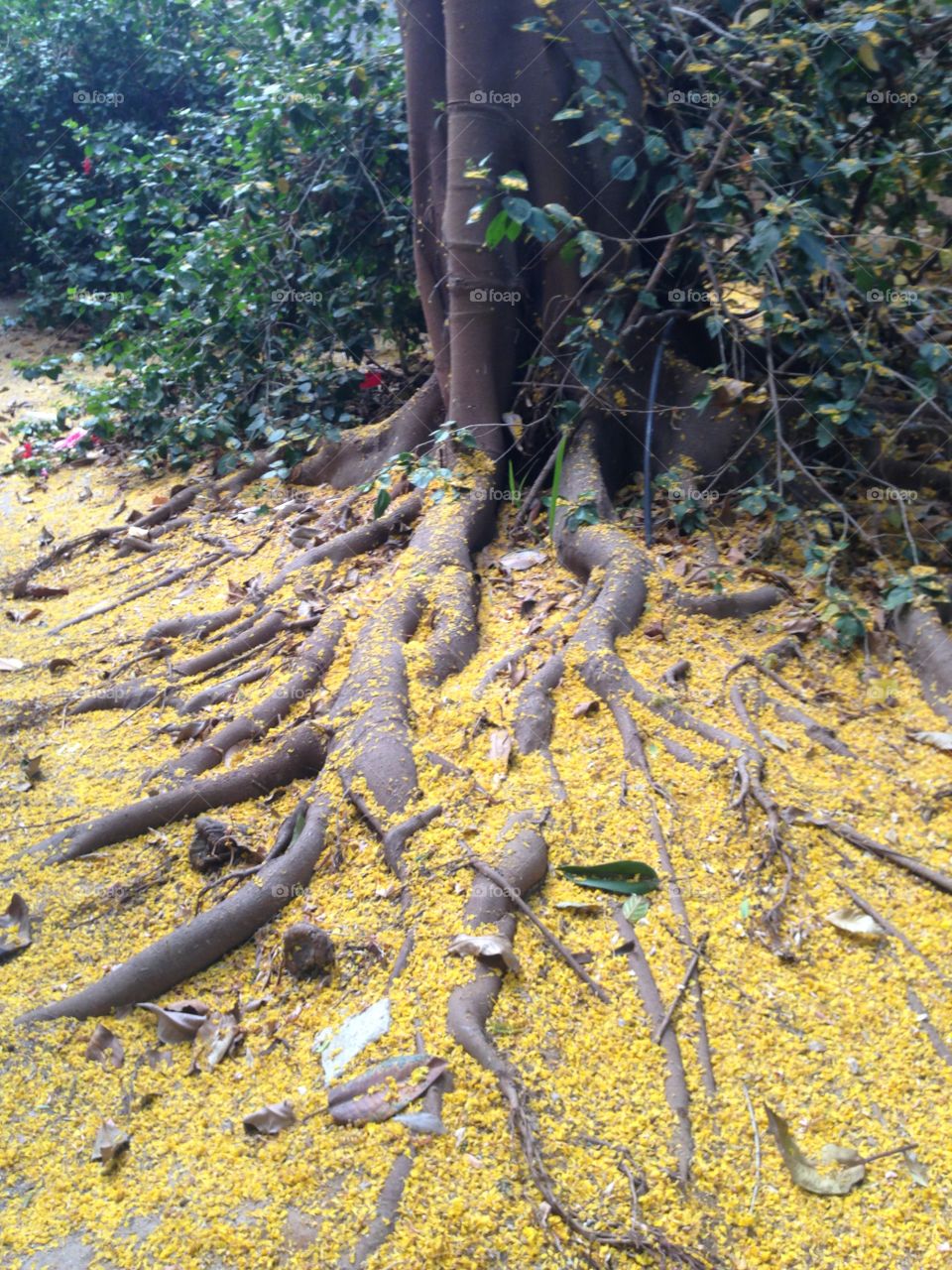 Nature,Tree , foliage of yellow petals 