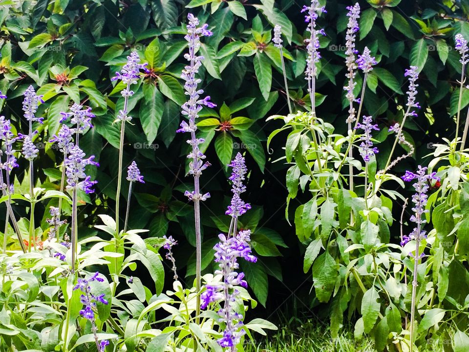 Flower stalks 