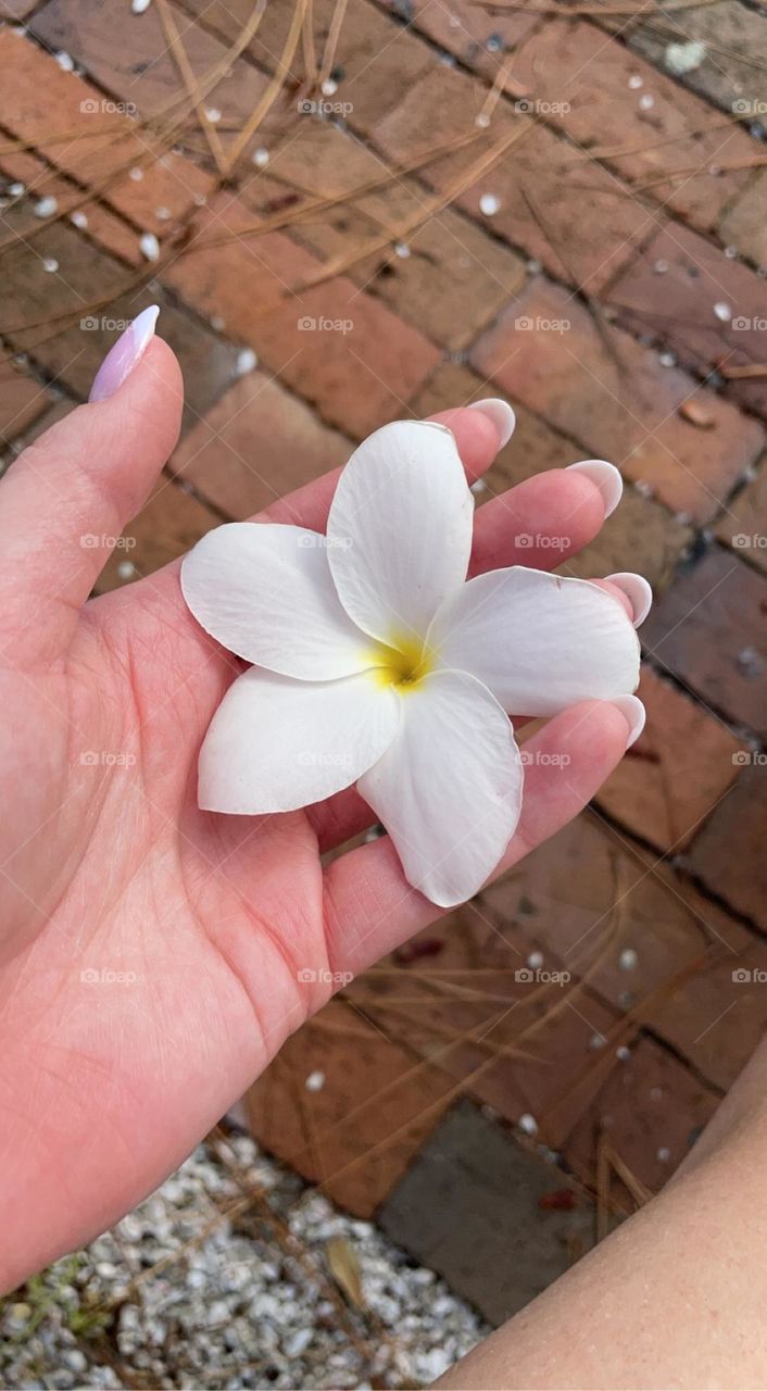 A woman holding a white tropical flower with a yellow center