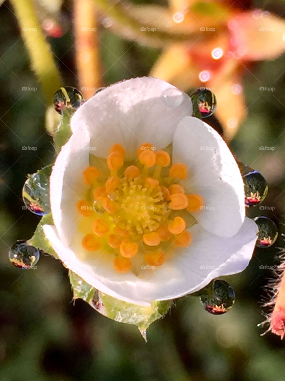 Reflections ofStrawberries