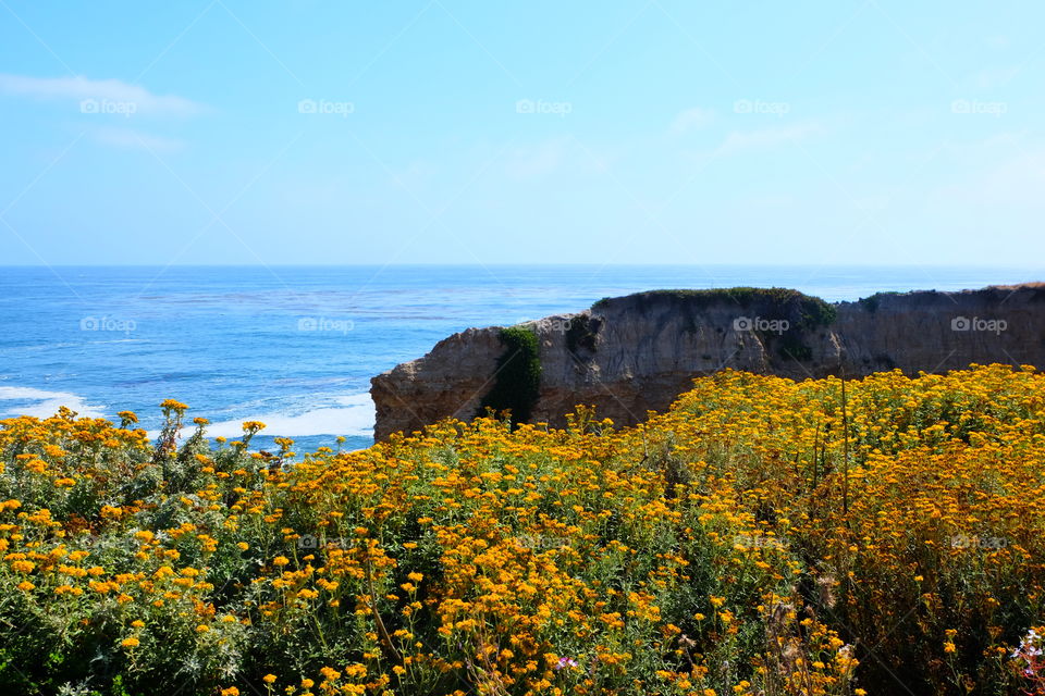 Lizard Tail, a weed like flowering plant paints the coast yellow