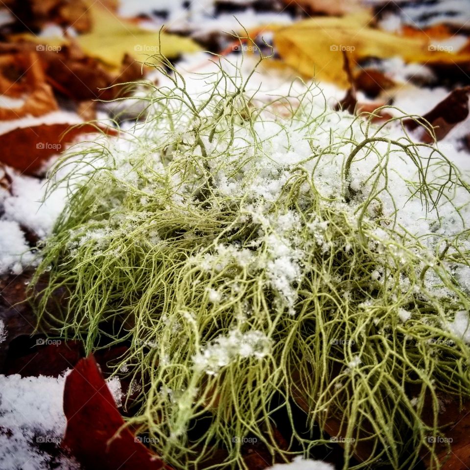 Snow covered moss in Rangeley, Maine. Taken October 2018.