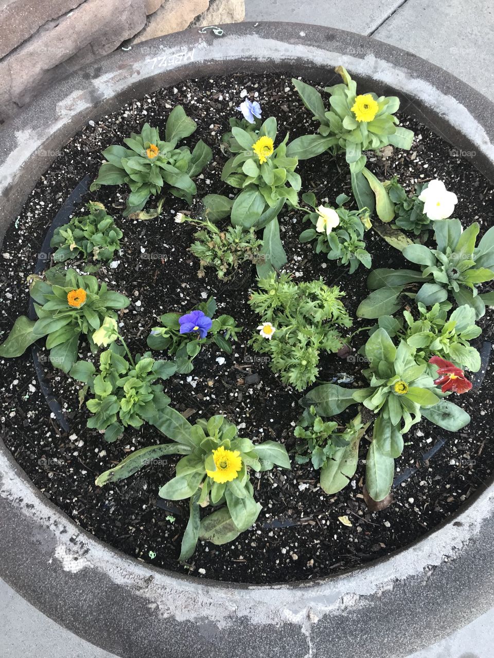 Beautiful and bold colorful plants 