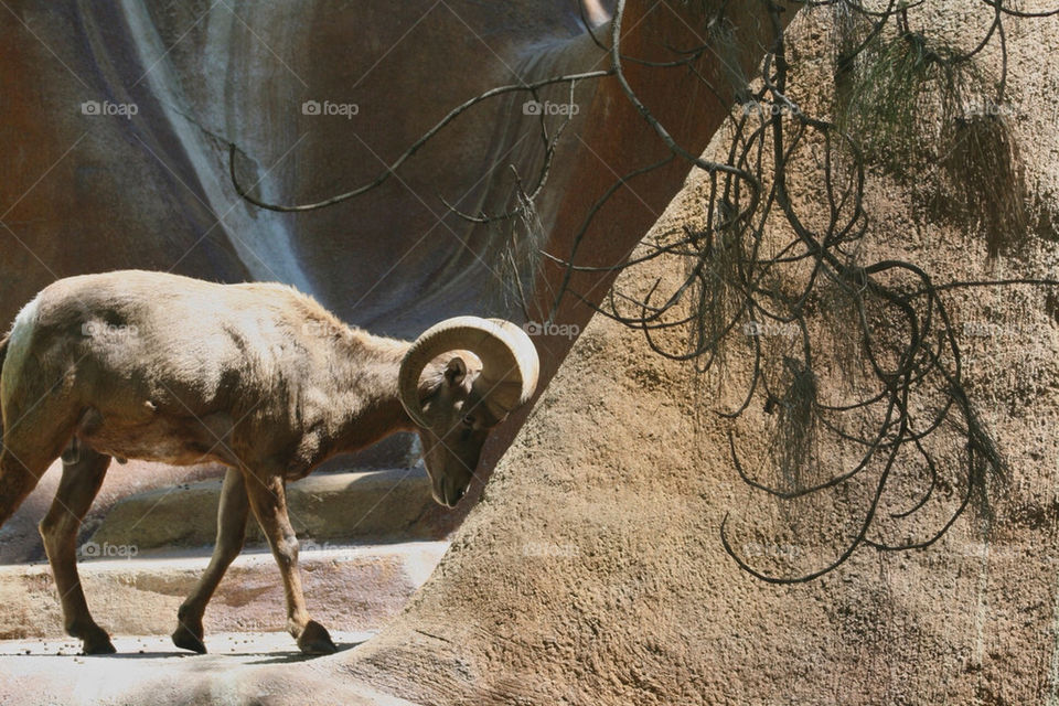 branches rock horns ram by mmcook