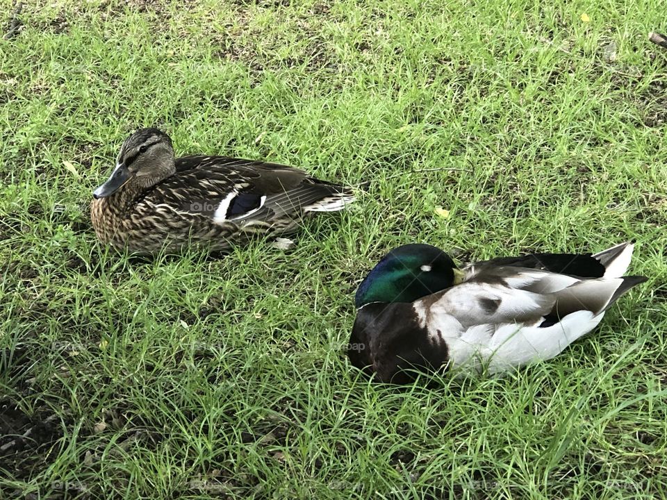 Couple of male and female ducks resting on the grass at a park 