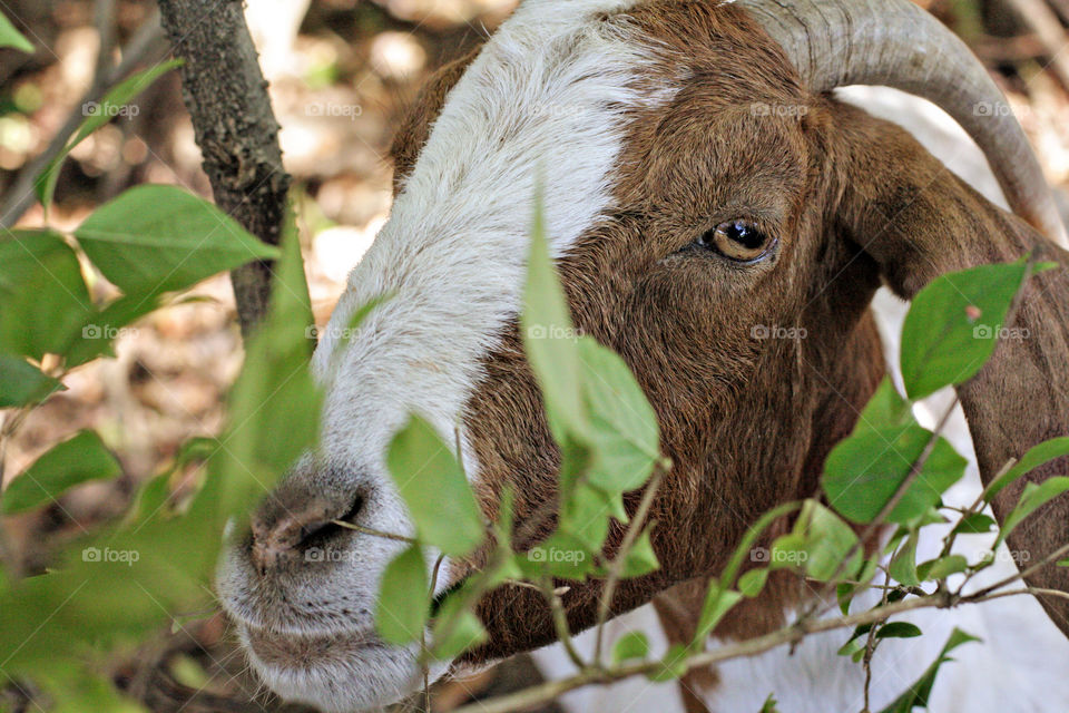 White and brown goat eating leaves