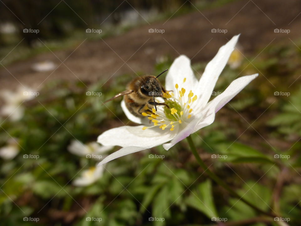 Bee on a flower