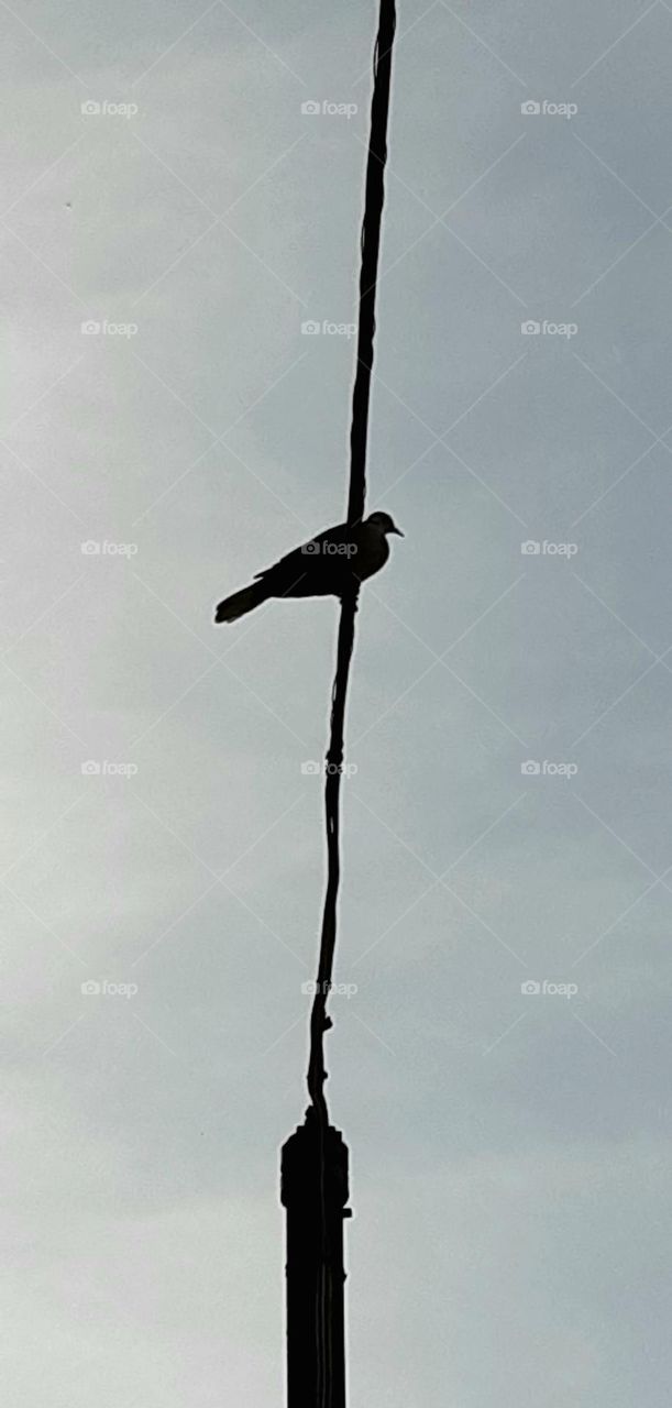 Dove on the wire