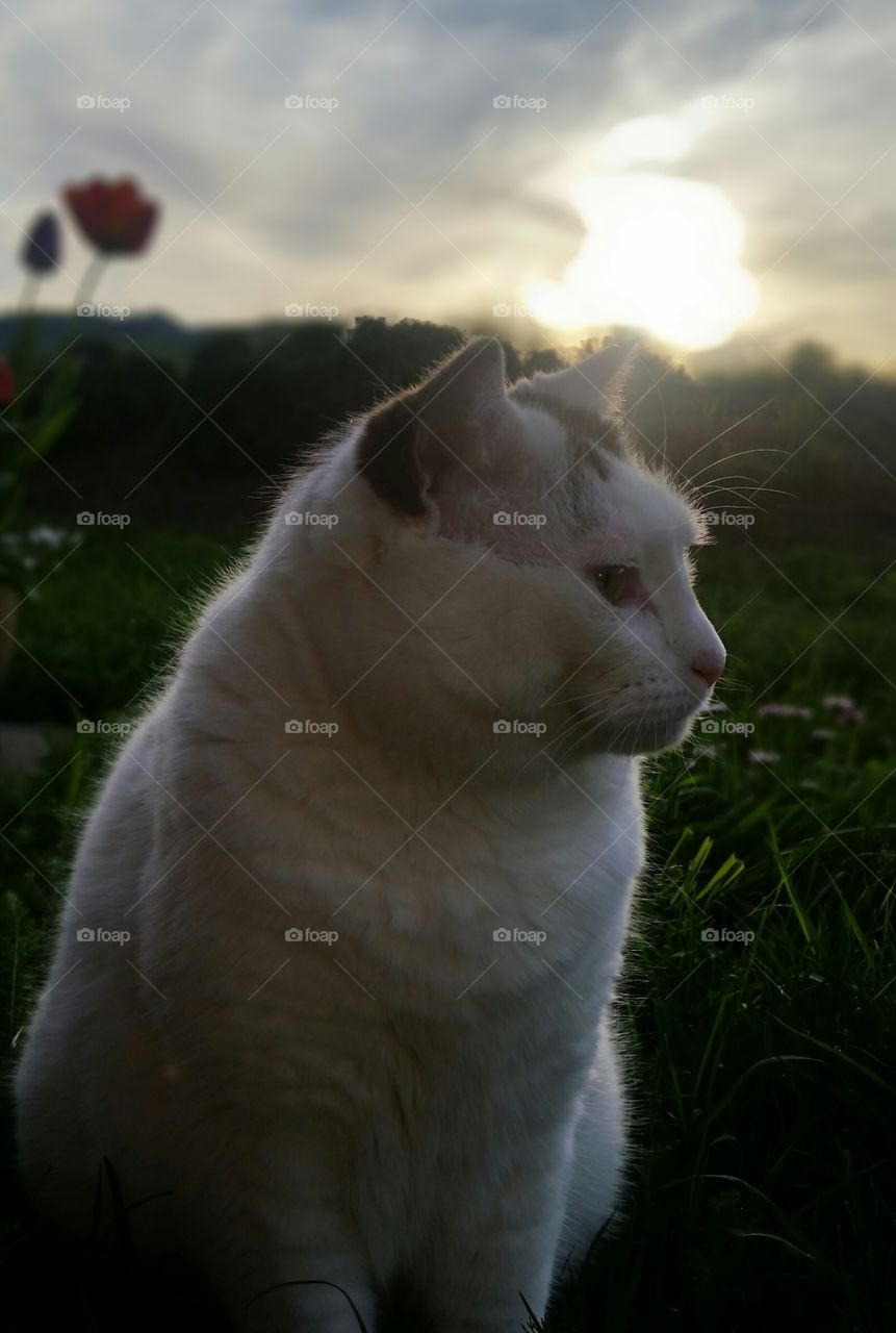 Sunset cat