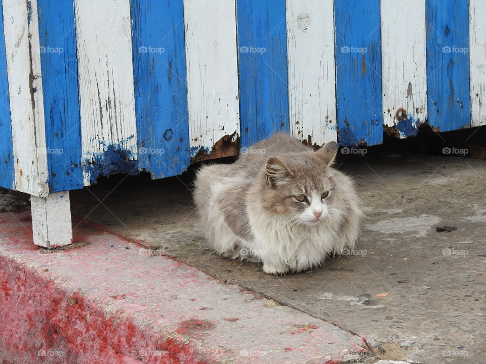 View of domestic cat